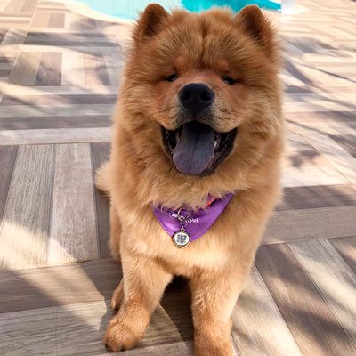 Finder Pet - Saiba em tempo Real onde seu Pet está